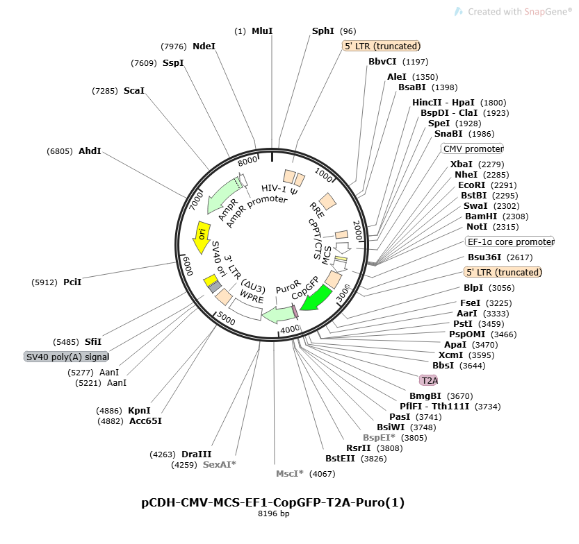 PCDH-MSCV-MCS-EF1-COPGFP-T2A-PURO