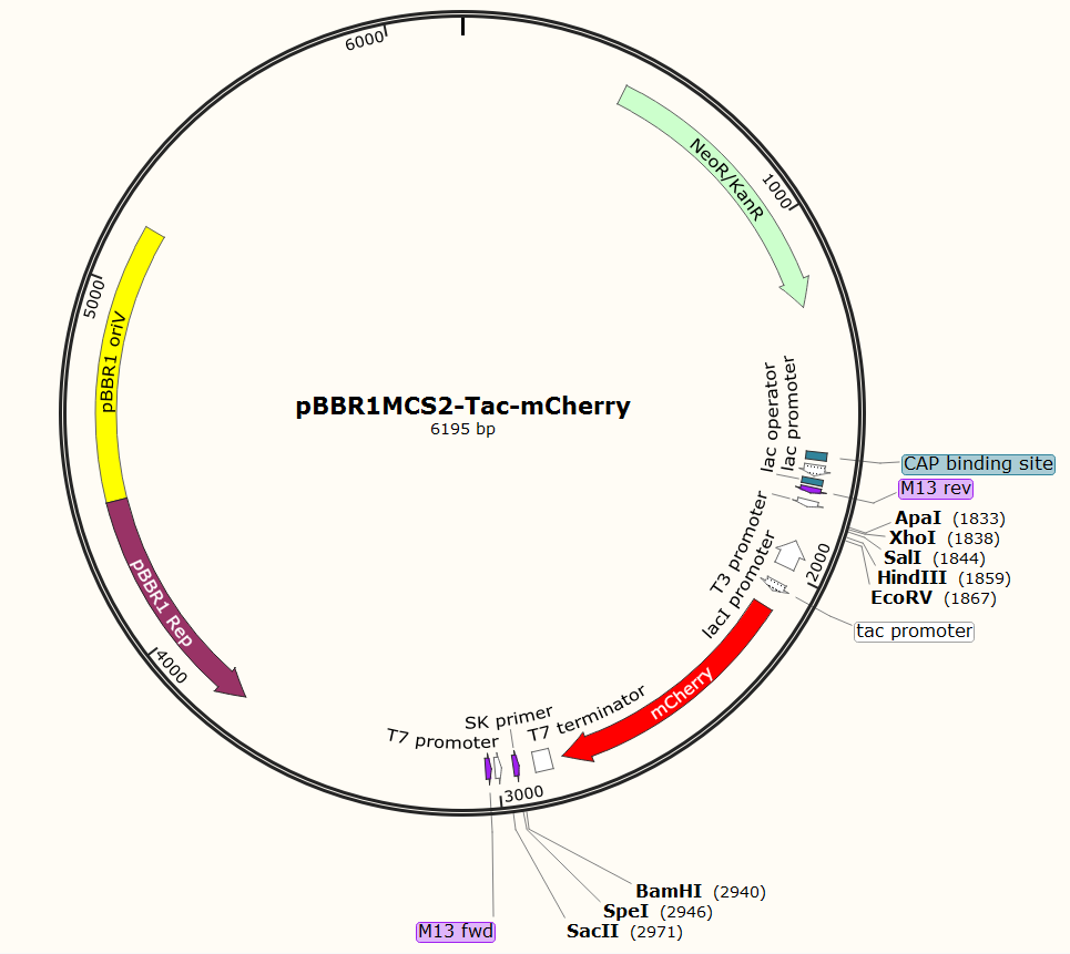 PBBR1MCS2- TAC- MCHERRY plasmid - 2ug
