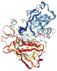 Biotinylated Human ENPP-1 Protein, His-Avi Tag - 100 ug