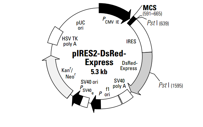 PIRES2- DSRED- EXPRESS PLASMID 2ug