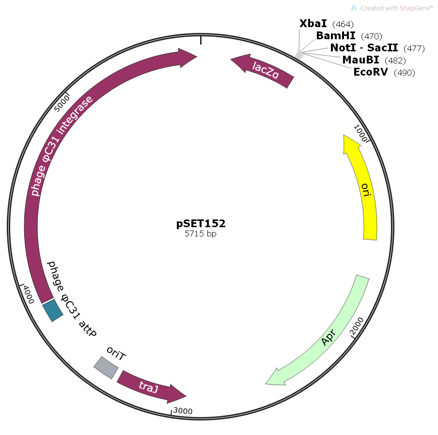 pSET152 Vector - 2 ug