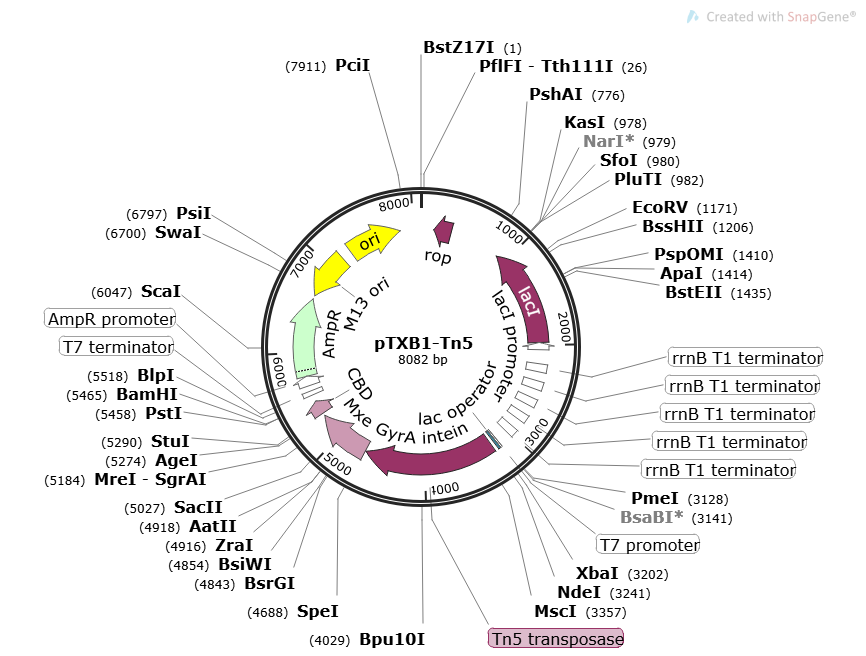 PTXB1-TN5 Plasmid - 2ug