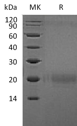 Recombinant Human CTLA-4 (C-Flag) - 50 ug