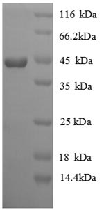 Recombinant Chicken Interferon gamma(IFNG) - 20ug