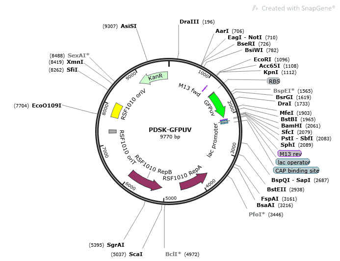 pDSK-GFPuv plasmid - 2 ug