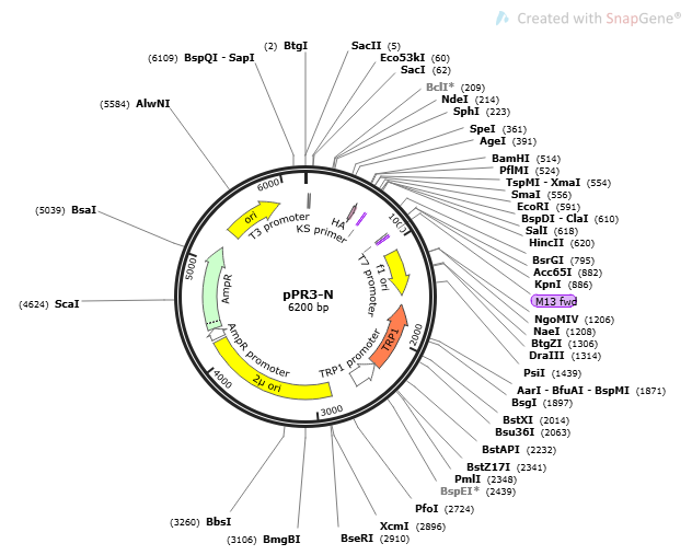 pPR3- N plasmid - 2ug