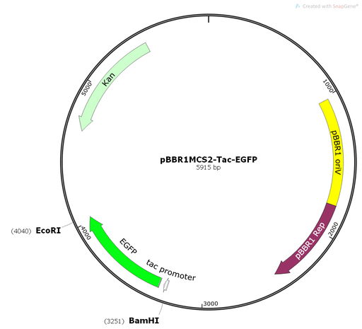 [0820-PVT11377] pBBR1MCS2-Tac-EGFP - 2 µg